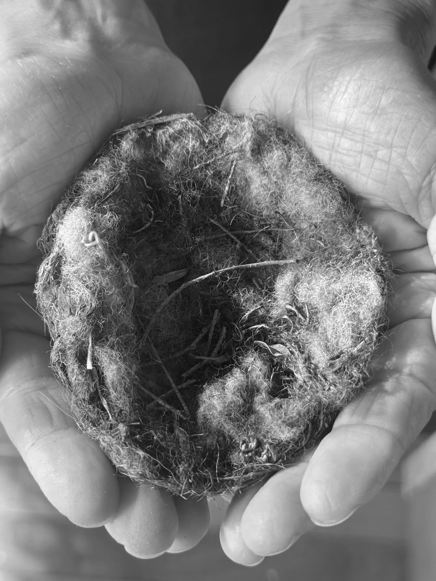 Cupped hands holding a woven bird's nest